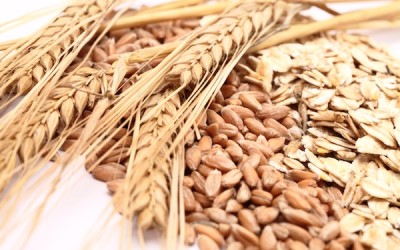 6 Insights from a New York State Grain Hub Study