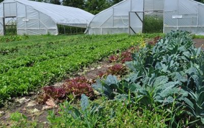 Ready, aim, farm! How one county is addressing wholesale readiness