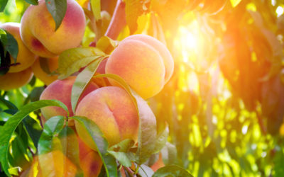 Climate Change and Agriculture – Reflections from California