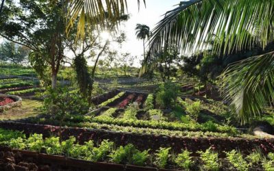 Sowing the Seeds of Capitalism in Cuba