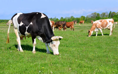 Porter’s Five Forces and the Good Food Industry: Supplier Power